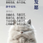 静坐发愿.png