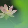 莲花3.webp