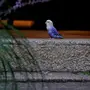 bird.webp